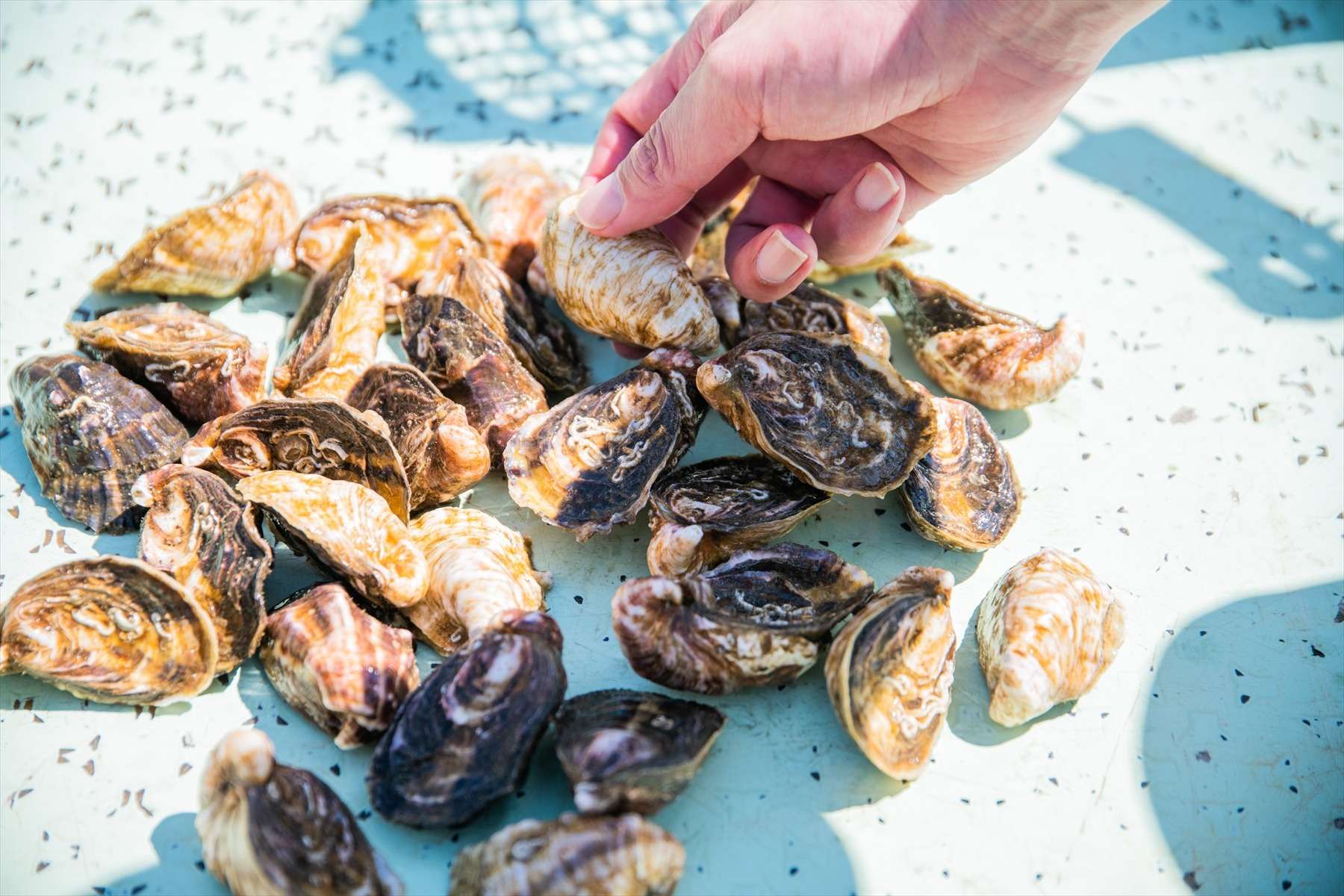 坂越湾の豊富な天然養分で育った大人気の春牡蠣です