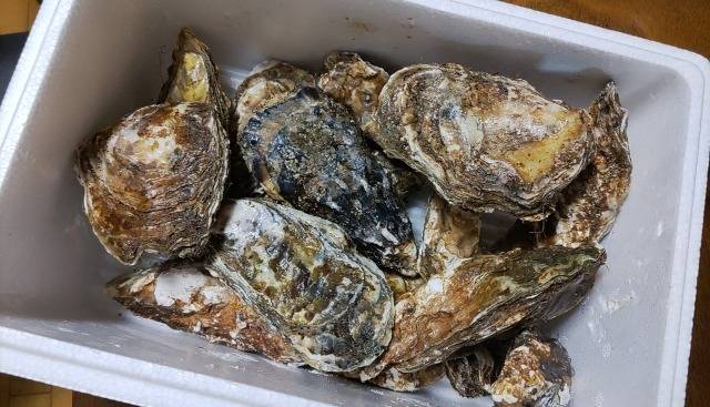 牡蠣のお取り寄せは危険？当たらないための選び方やおすすめの産地をプロが解説