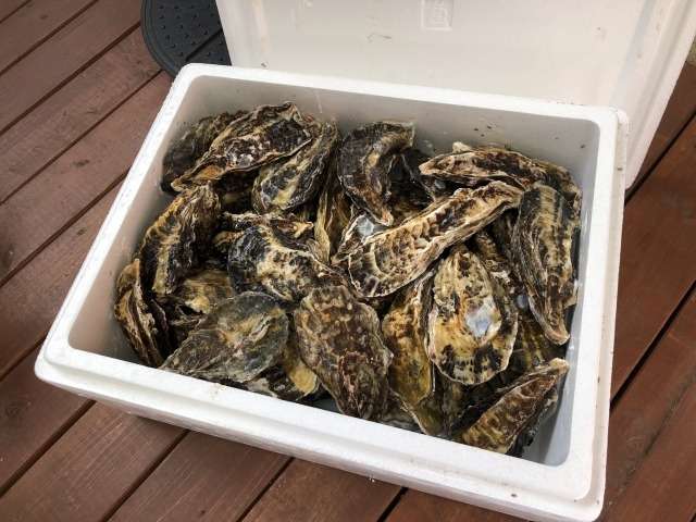 坂越牡蠣をふるさと納税でお取り寄せ｜赤穂市・光栄水産の返礼品ご紹介