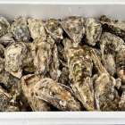 坂越牡蠣の値段相場は？通販とスーパーの価格比較や購入方法など解説