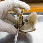 殻付き牡蠣の開け方・食べ方・保存術を紹介！自宅で美味しく楽しむコツ