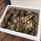 坂越牡蠣をふるさと納税でお取り寄せ｜赤穂市・光栄水産の返礼品ご紹介