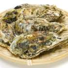 殻付き牡蠣は冷凍できる！正しい冷凍方法・解凍方法・食べ方を解説