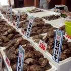 岩牡蠣のシーズンはいつ？旬の時期・産地別の食べ頃・通販の買い時を解説